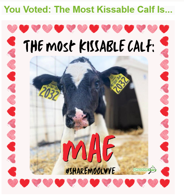 Kissable Calf