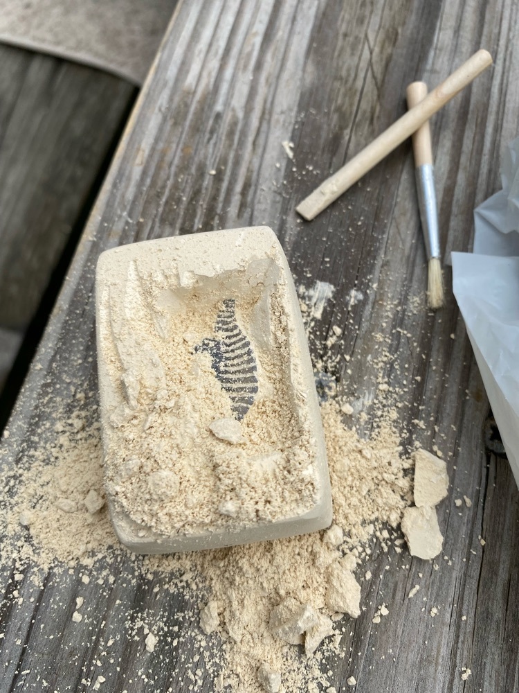 fossils
